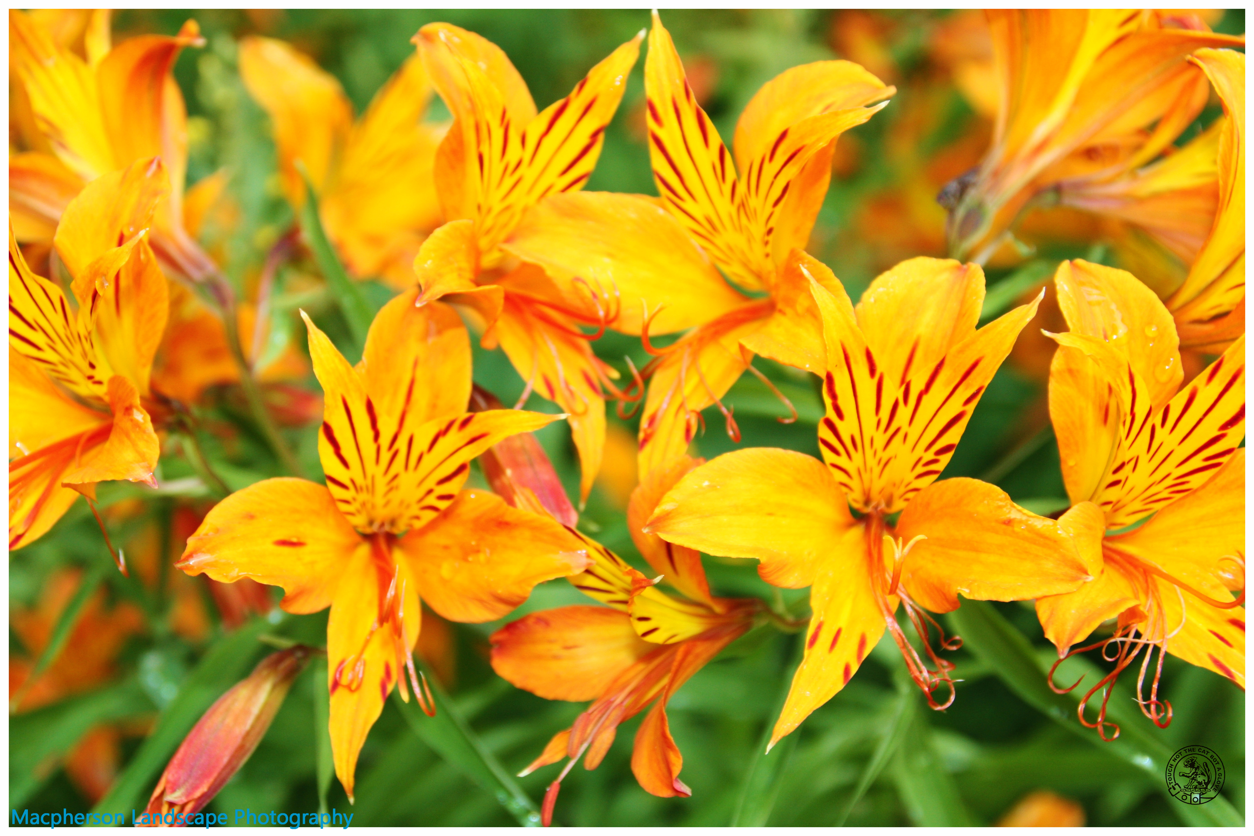 Flowers as Birds