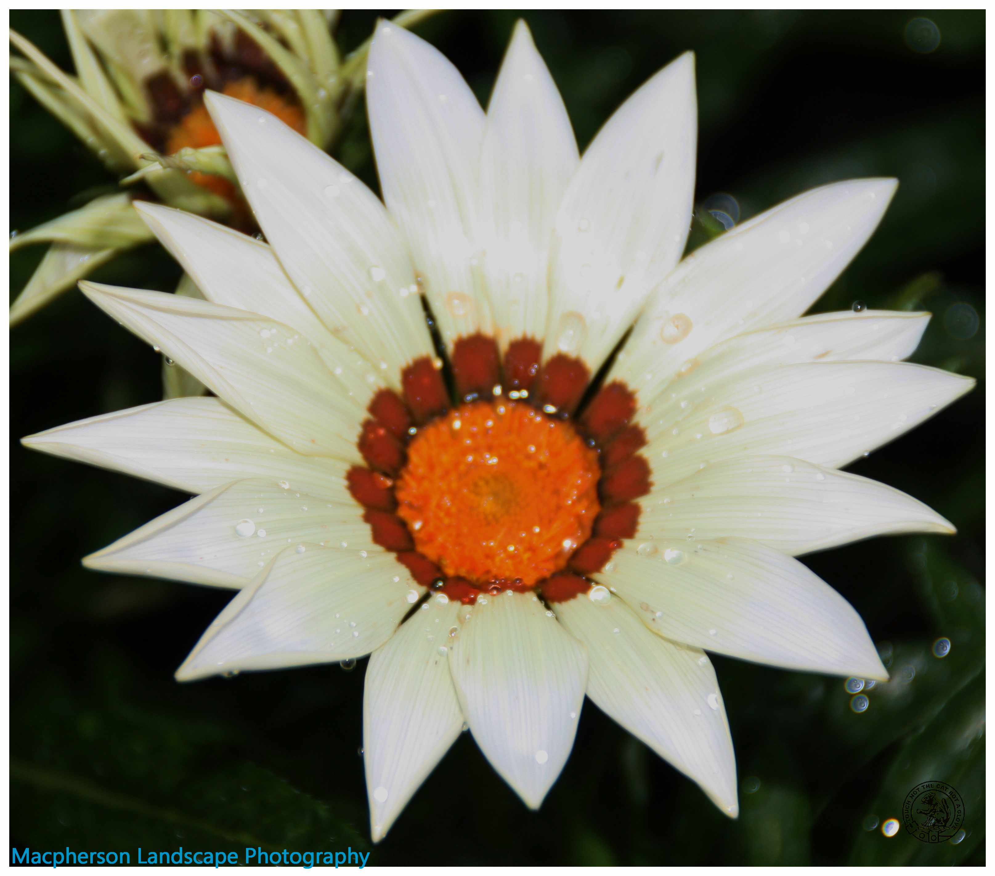 Orange and white