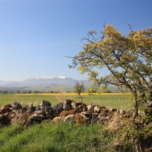 Wyvis in Spring